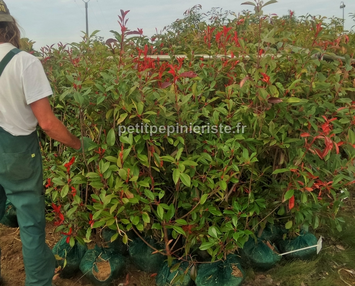 stock de photinia